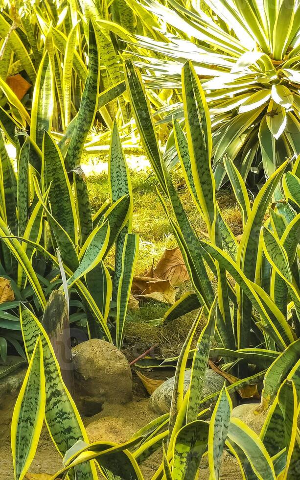 tropical exótico verde ornamental planta flor en México. foto