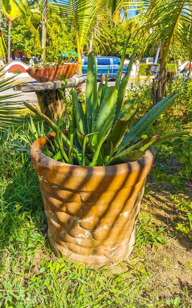 tropical exótico verde ornamental planta flor en México. foto