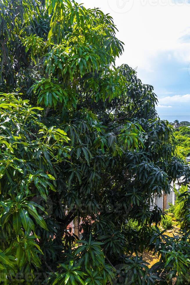 grande tropical árbol planta en puerto escondido México. foto