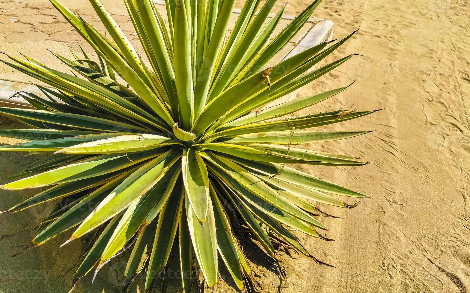 tropical exótico verde ornamental planta flor en México. foto