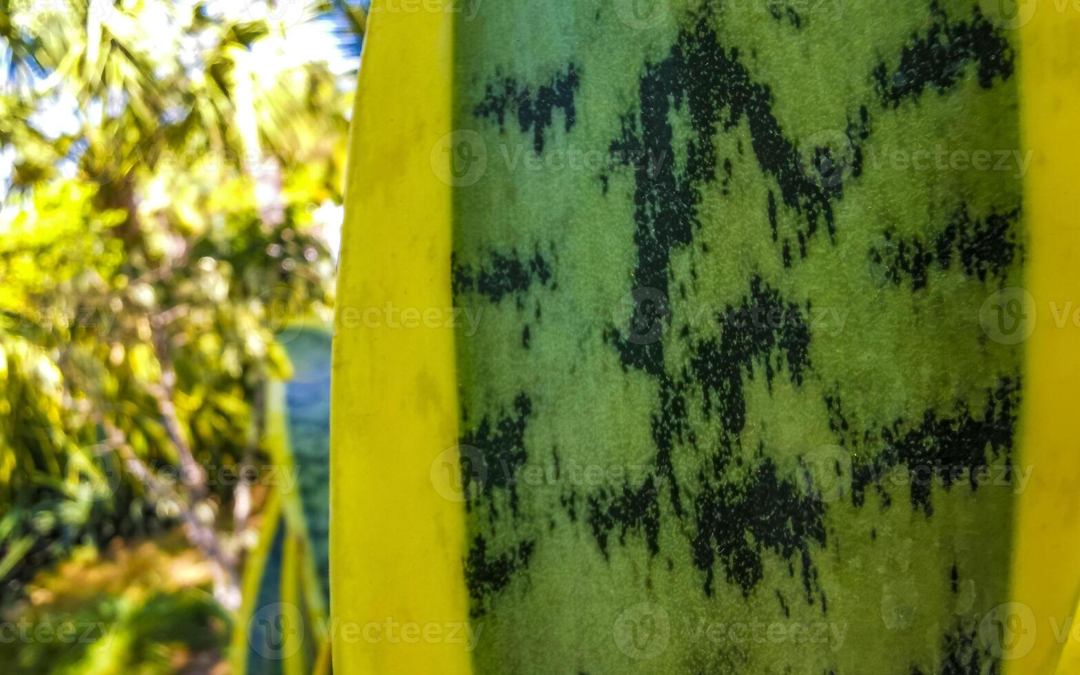 tropical exótico verde ornamental planta flor en México. foto