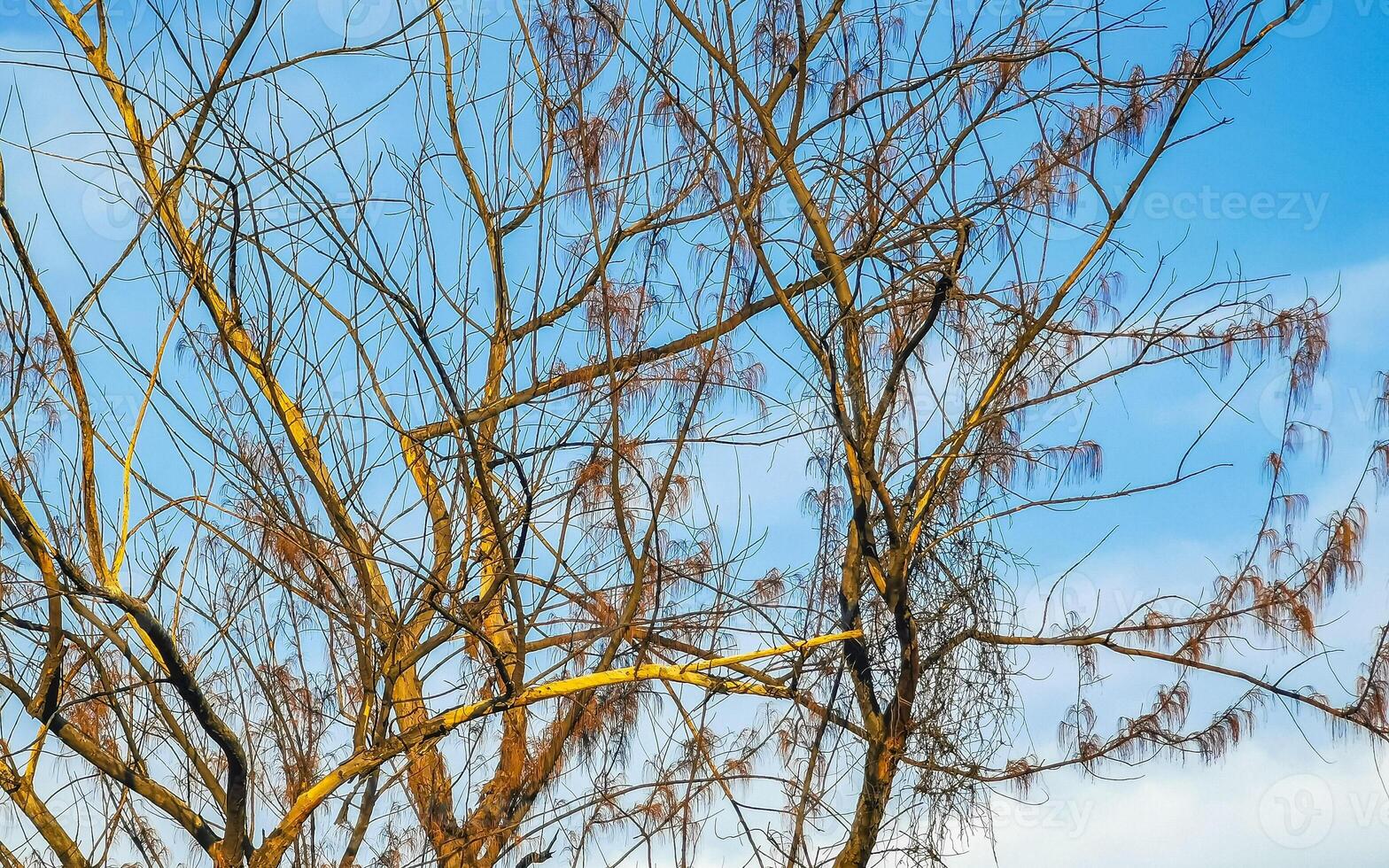 Dried up tropical conifer in Puerto Escondido Mexico. photo