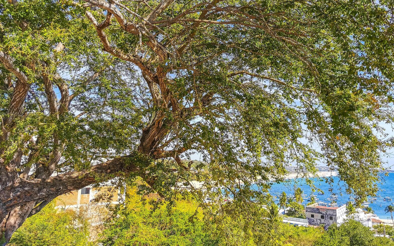 Large tropical tree plant in Puerto Escondido Mexico. photo