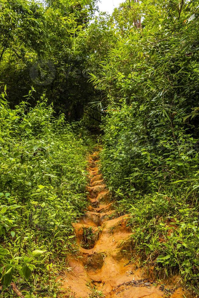 tropical selva bosque excursionismo caminos naturaleza montaña chiang mai tailandia foto