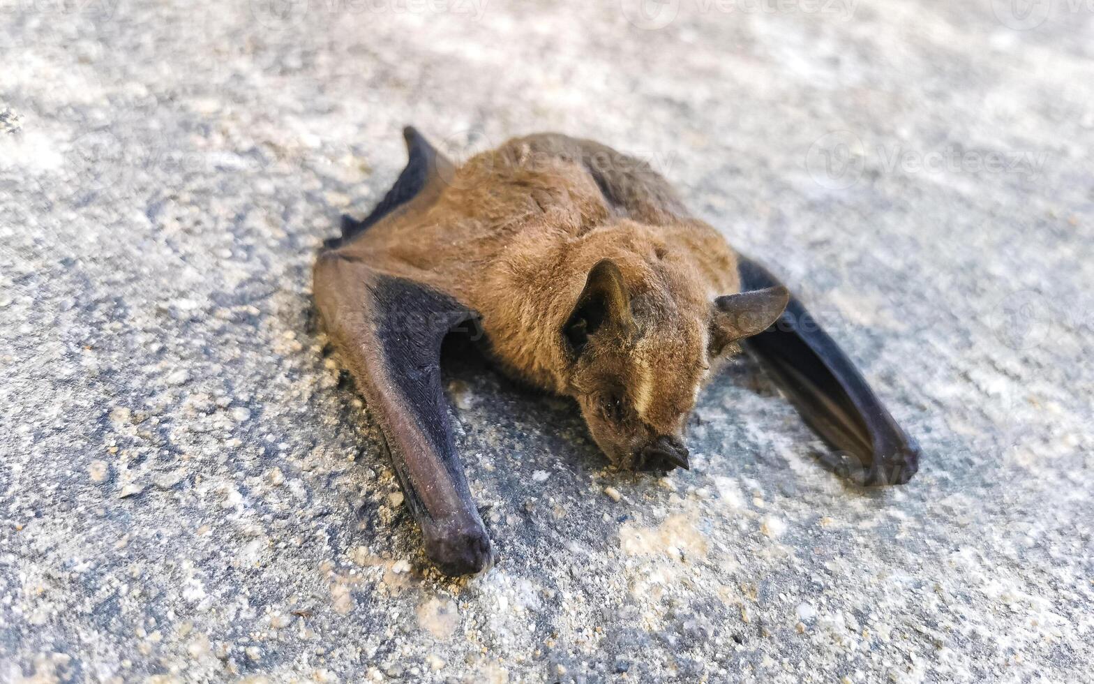 Dead bat on the ground in Puerto Escondido Mexico. photo