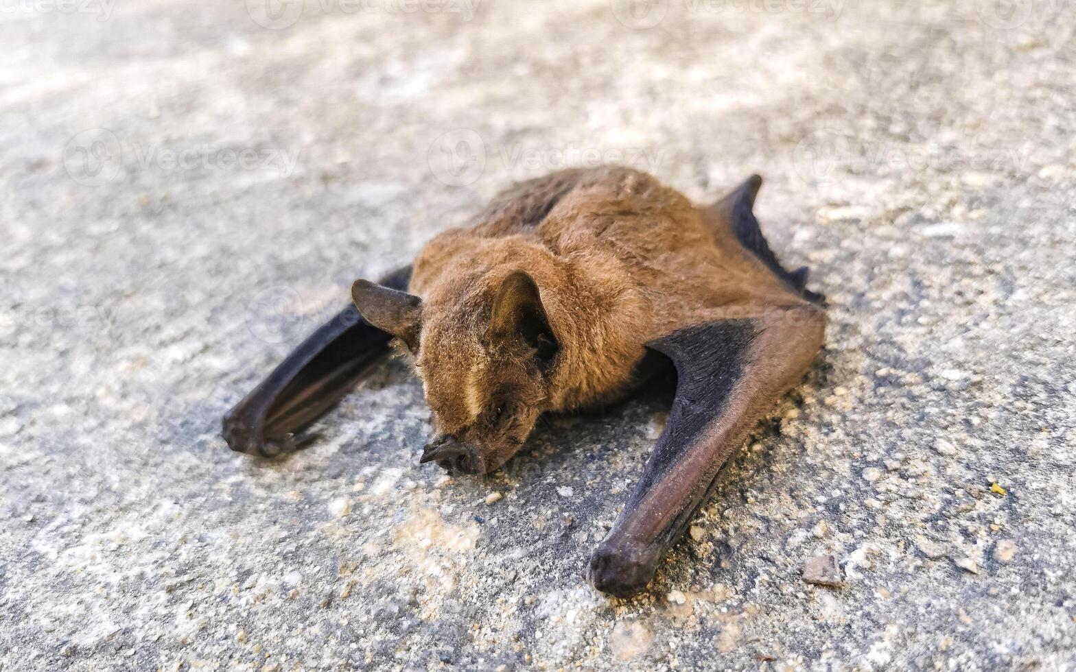 Dead bat on the ground in Puerto Escondido Mexico. photo