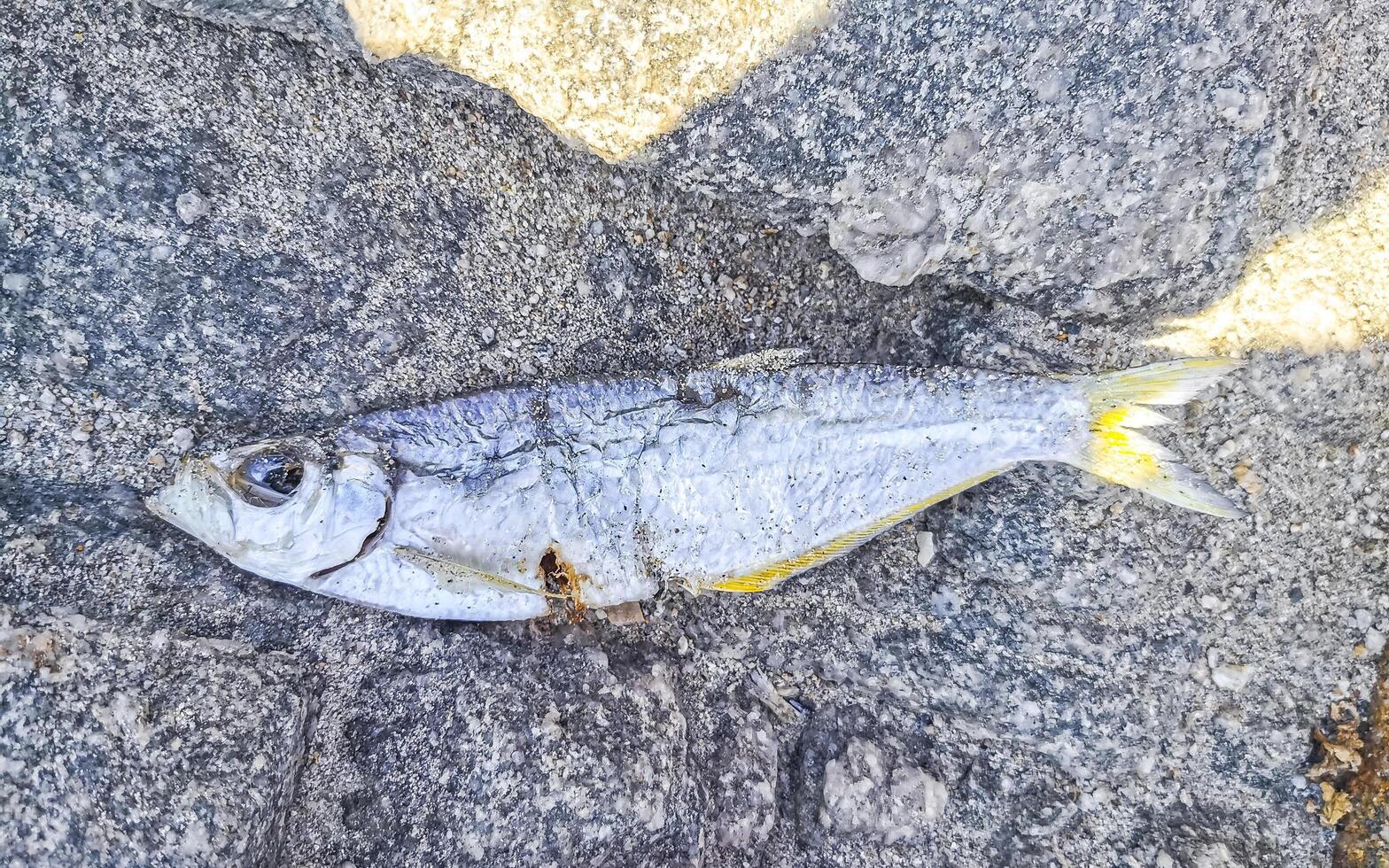 Dead fish eaten away on the beach in Mexico. photo