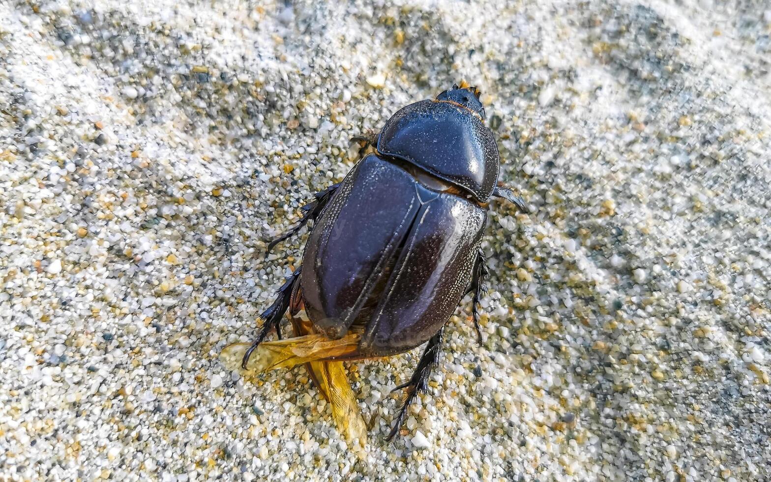 Dead large scarab beetle on beach sand Mexico. photo