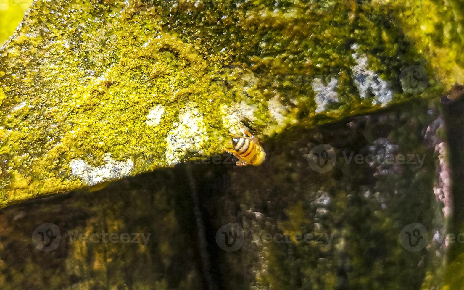 Small bees at the green fountain stones rocks Mexico. photo