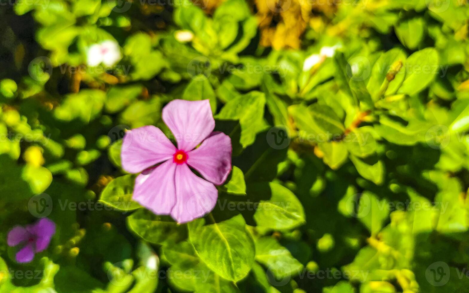 Pink red purple flowers plants in tropical forest nature Mexico. photo