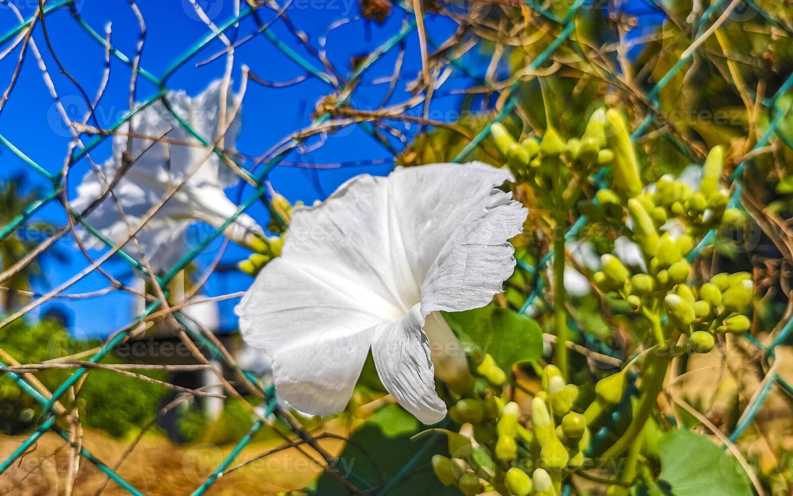 blanco tropical exótico flores y floración al aire libre en México. foto