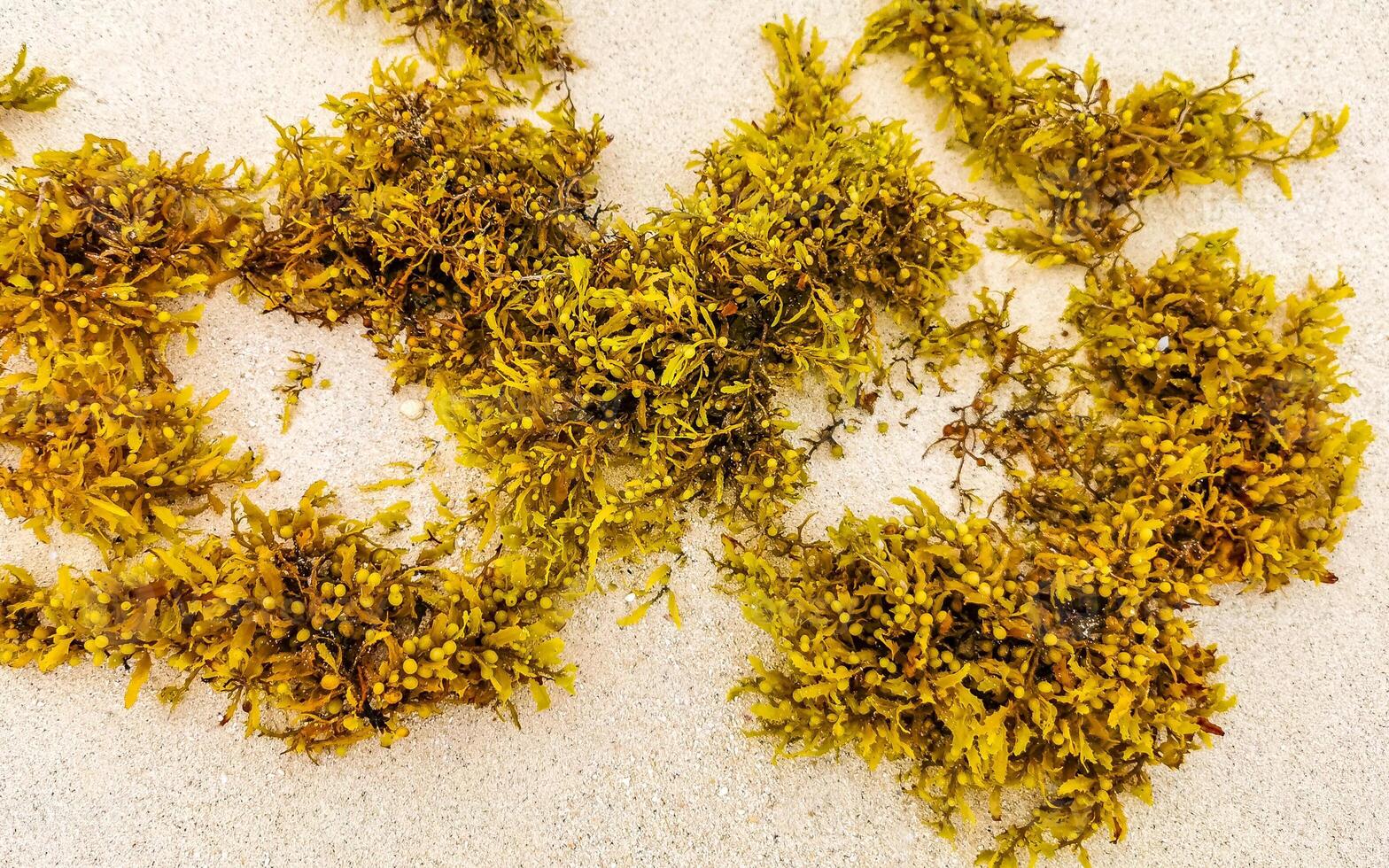 algas amarillas frescas pastos marinos playa sargazo playa del carmen méxico. foto