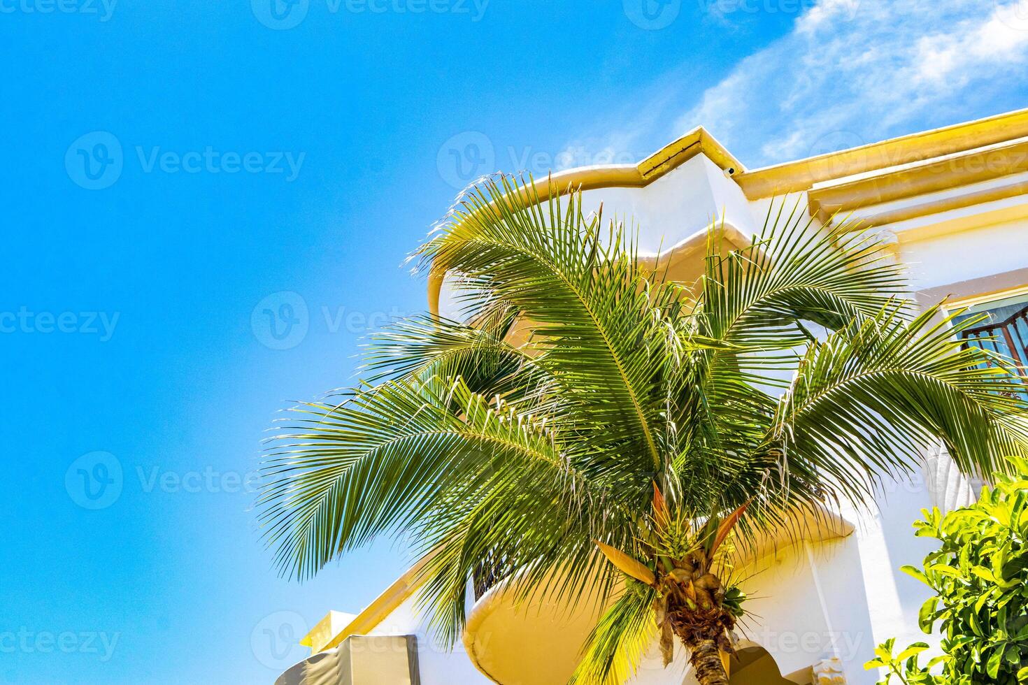 Beautiful tropical palm tree palms trees species blue sky Mexico. photo