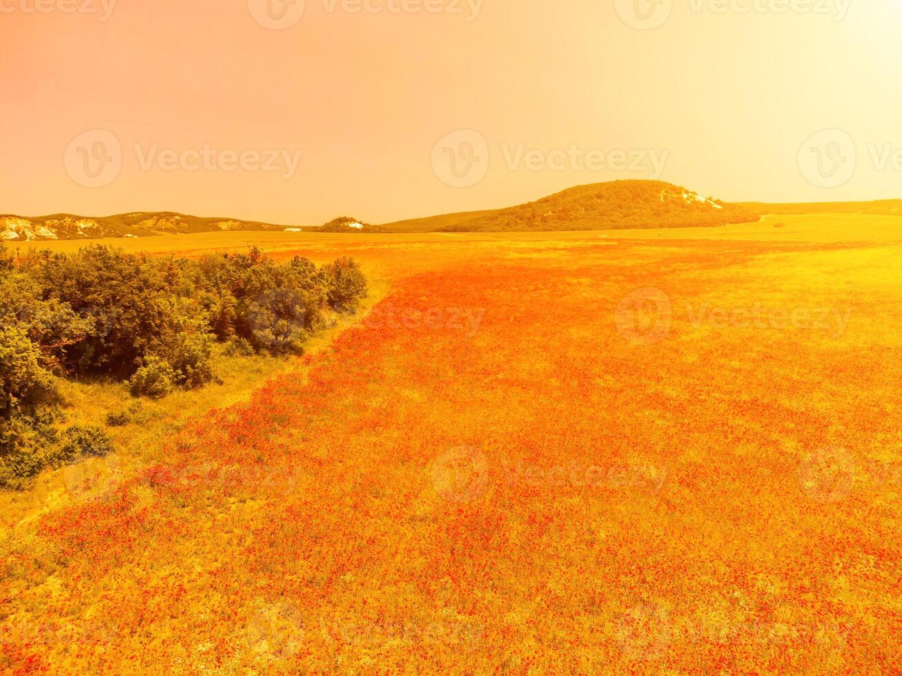 Field of red poppies. Aerial view. Beautiful field scarlet poppies flowers with selective focus. Red poppies in soft light. Glade of red poppies. Papaver sp. Nobody photo