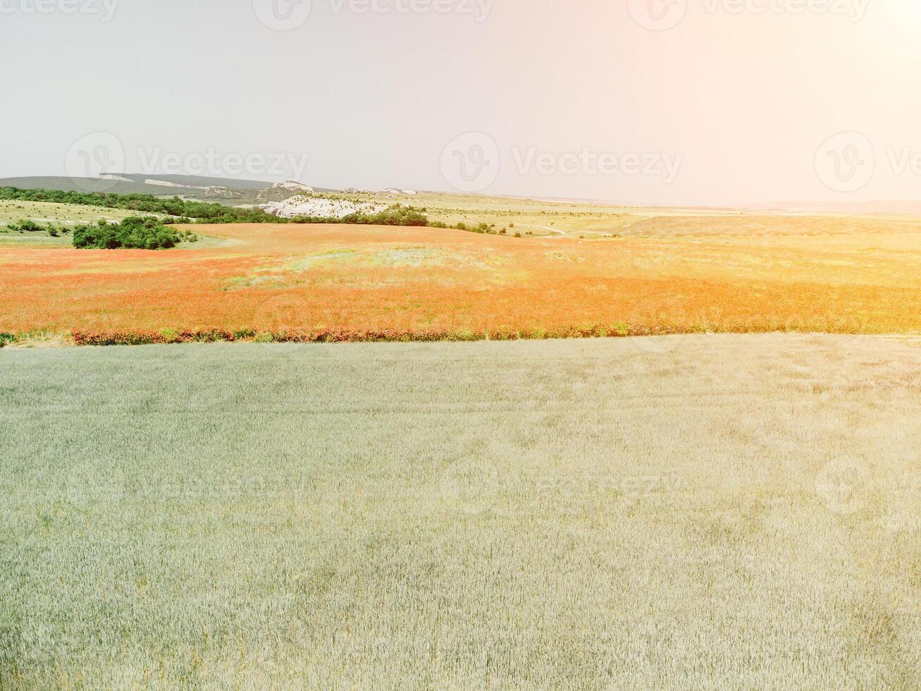 campo de rojo amapolas cerca a verde trigo campo. aéreo vista. hermosa campo escarlata amapolas flores con selectivo enfocar. rojo amapolas en suave ligero. claro de rojo amapolas papaver sp. nadie foto