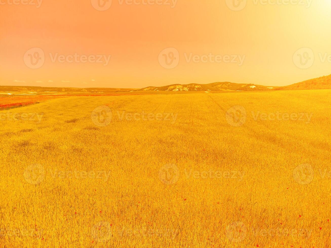 Aerial view on green wheat field in countryside. Field of wheat blowing in the wind like green sea. Young and green Spikelets. Ears of barley crop in nature. Agronomy, industry and food production. photo