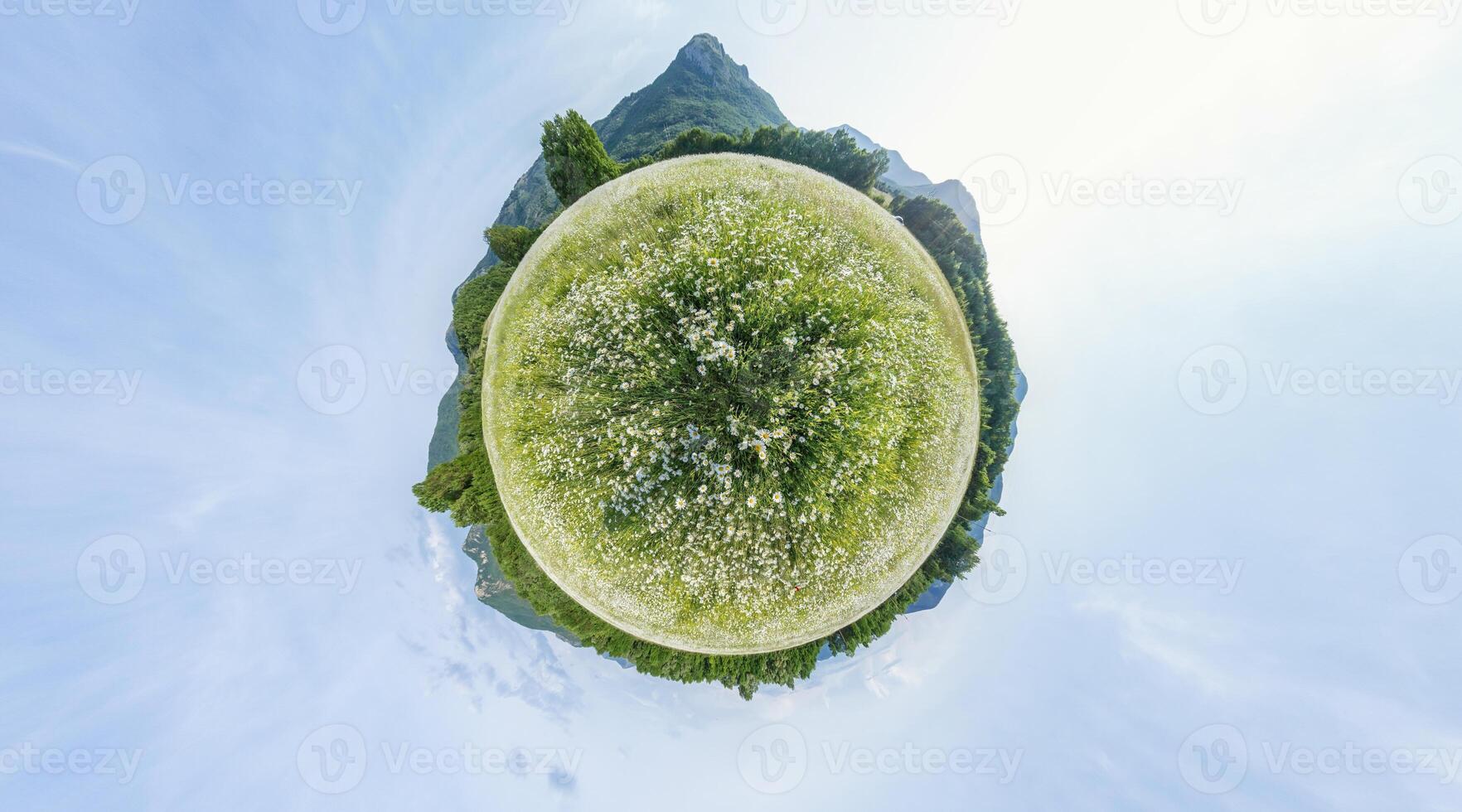 Chamomile field panorama. White daisy flowers in large field of lush green grass at sunset. 360 little planet panorama. Chamomile flowers field. Nature, flowers, spring, biology, fauna concept photo