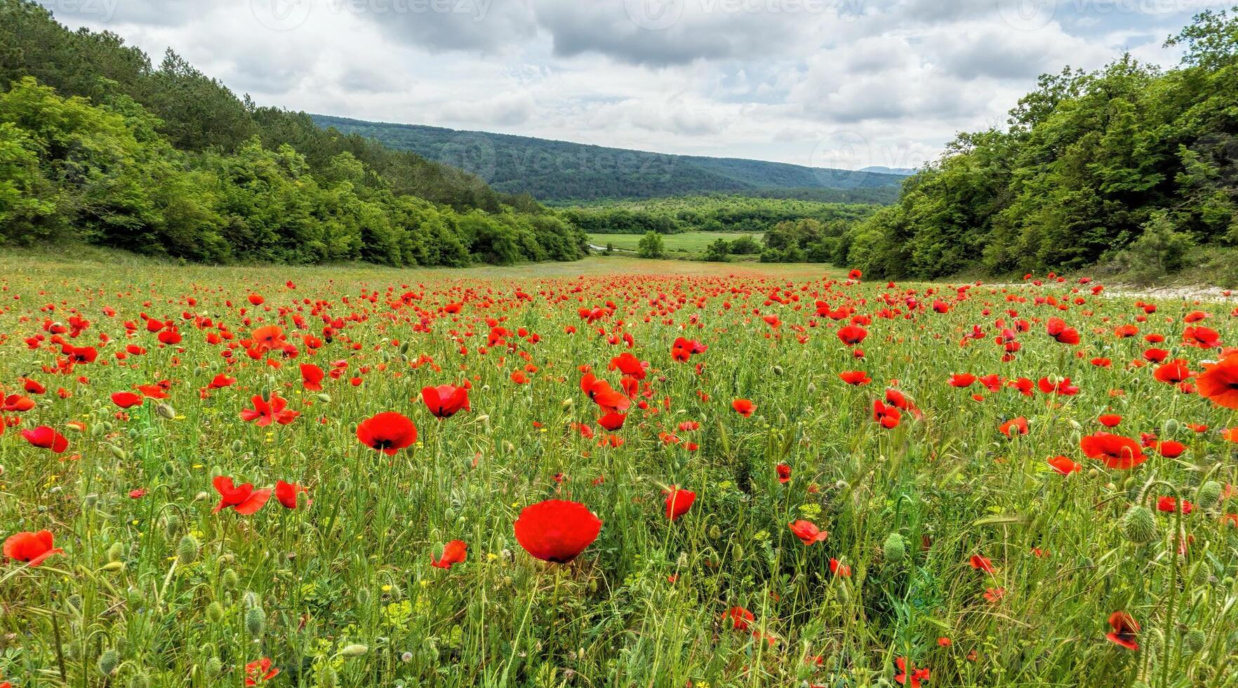 Poppy field panorama. Large Field with red poppies and green grass. Field of Red poppies on sunset. Agronomy, industry and food production. Papaver sp. photo