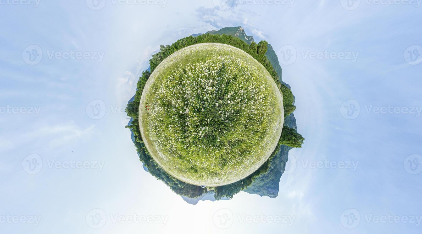 manzanilla campo panorama. blanco margarita flores en grande campo de lozano verde césped a puesta de sol. 360 pequeño planeta panorama. manzanilla flores campo. naturaleza, flores, primavera, biología, fauna concepto foto