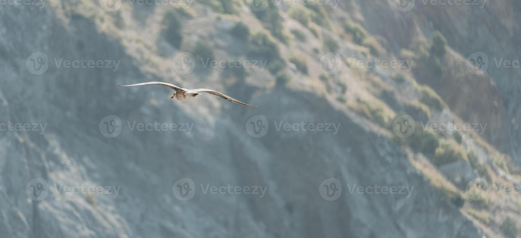 A flock of seagulls fly in warm sunset sky over the ocean. Silhouettes of seagulls flying in slow motion with the sea in the background at sunset. Evening. Nobody. Freedom concept. photo