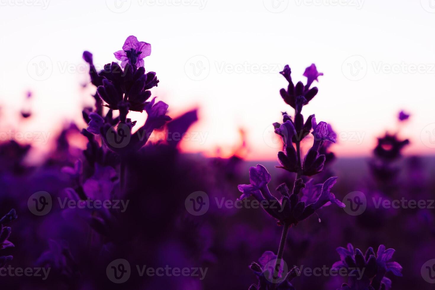 Lavender flower field closeup on sunset, fresh purple aromatic flowers for natural background. Design template for lifestyle illustration. Violet lavender field in Provence, France. photo