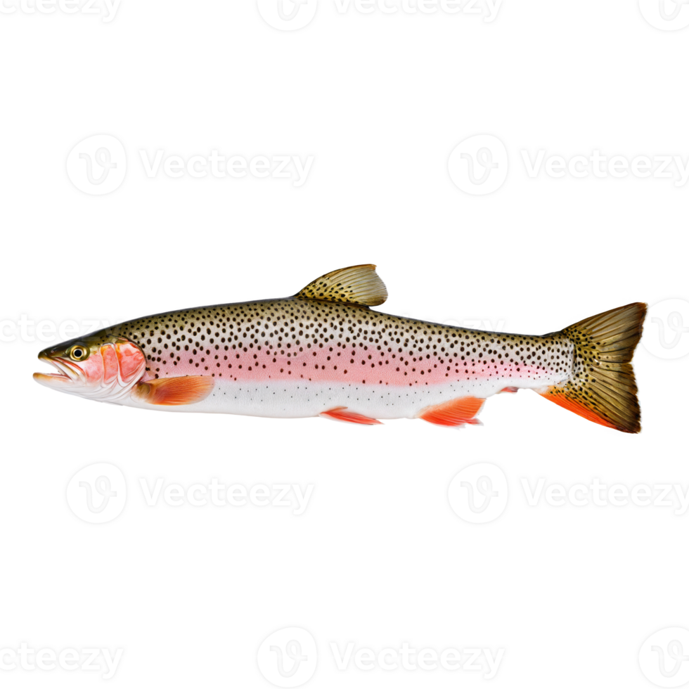 AI Generated Trout Whole pink fleshed trout, close-up sea food, isolated on transparent background png