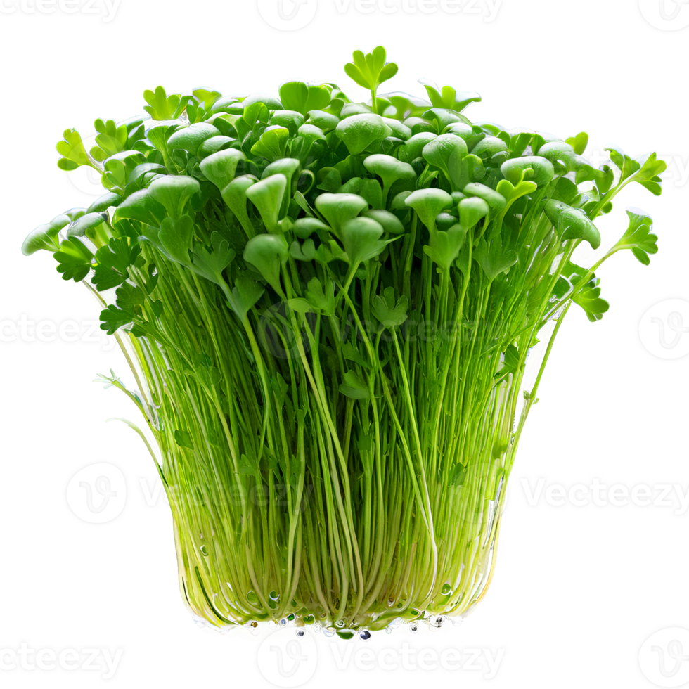 AI Generated close-up image of microgreens isolated, with a creative focus on the tiny, delicate leaves png
