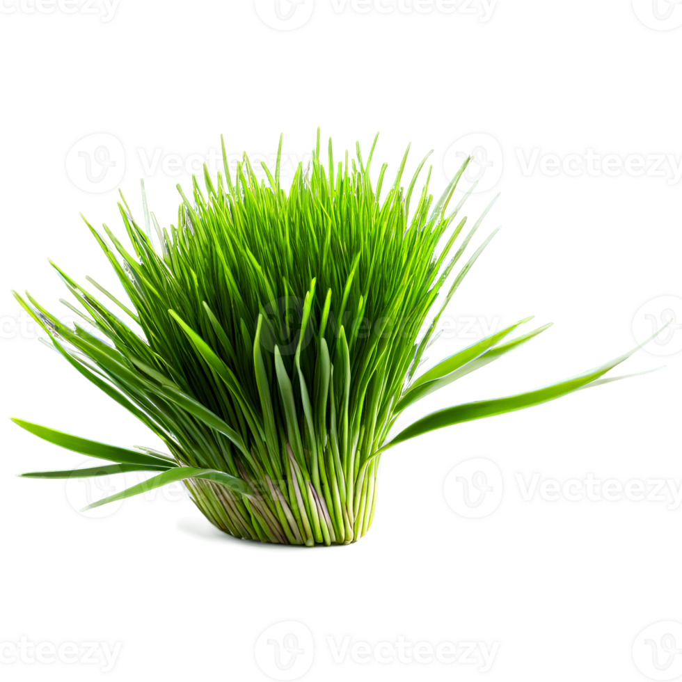 AI Generated close-up image of microgreens isolated, with a creative focus on the tiny, delicate leaves png
