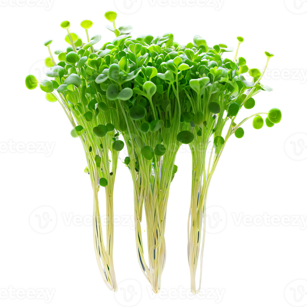 AI Generated close-up image of microgreens isolated, with a creative focus on the tiny, delicate leaves png