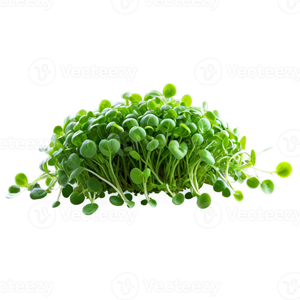 AI Generated close-up image of microgreens isolated, with a creative focus on the tiny, delicate leaves png