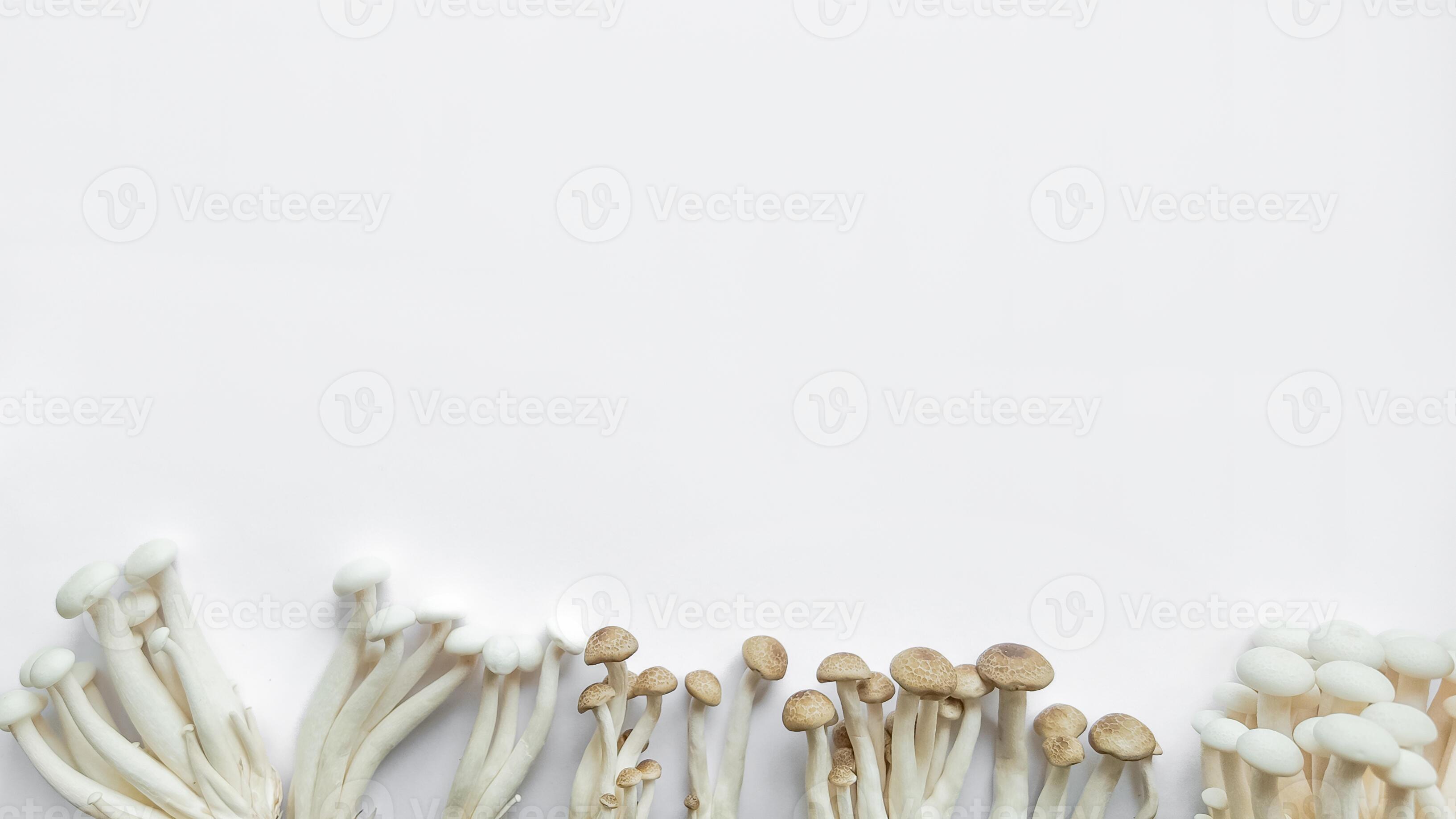 Variety Raw Enoki Shimeji Mushrooms Culinary Concept 42517698 Stock Photo at Vecteezy