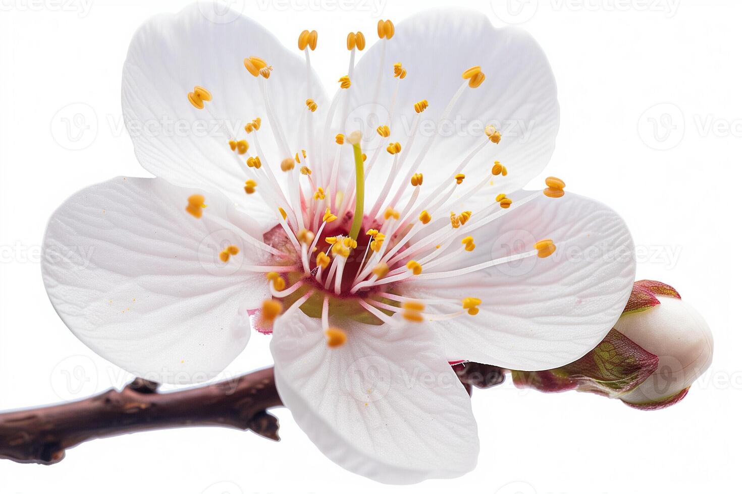 AI generated Close up view of a delicate plum blossom, isolated on a white background photo