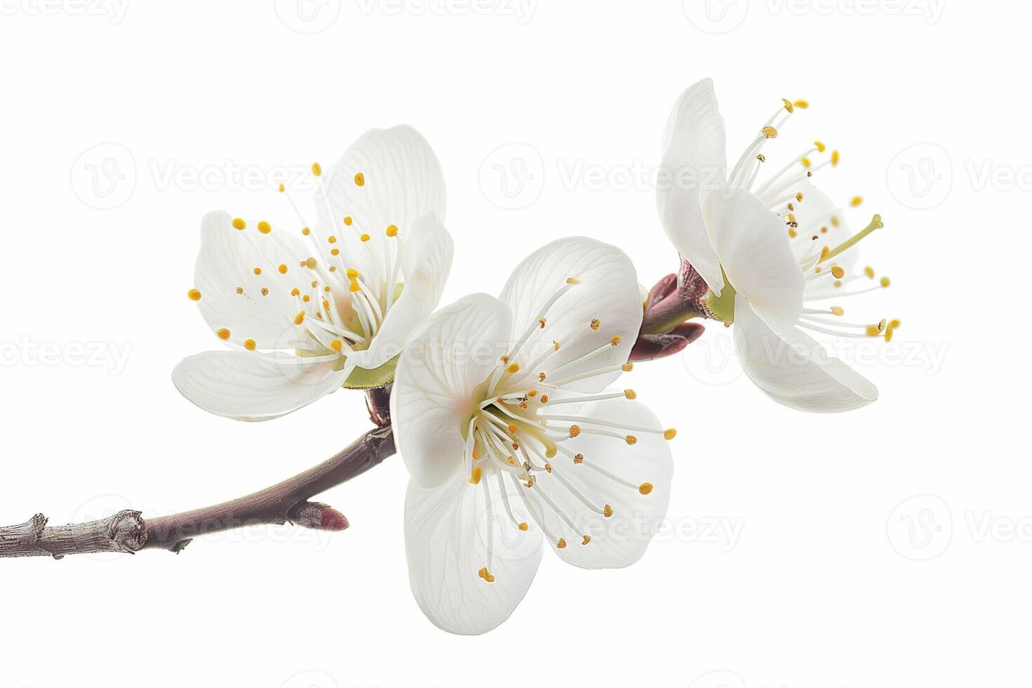 AI generated Close up view of a delicate plum blossom, isolated on a white background photo