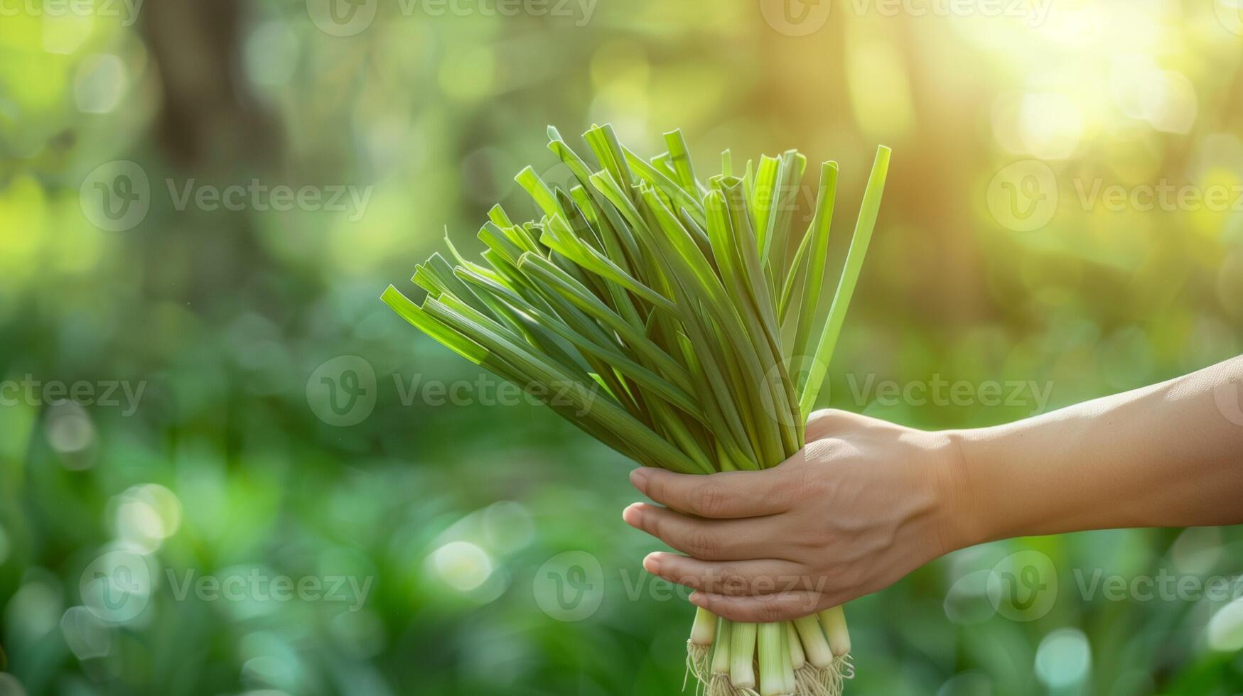 AI generated A hand holding a bunch of freshly harvested wild leeks, isolated on a gradient background in a forest setting photo