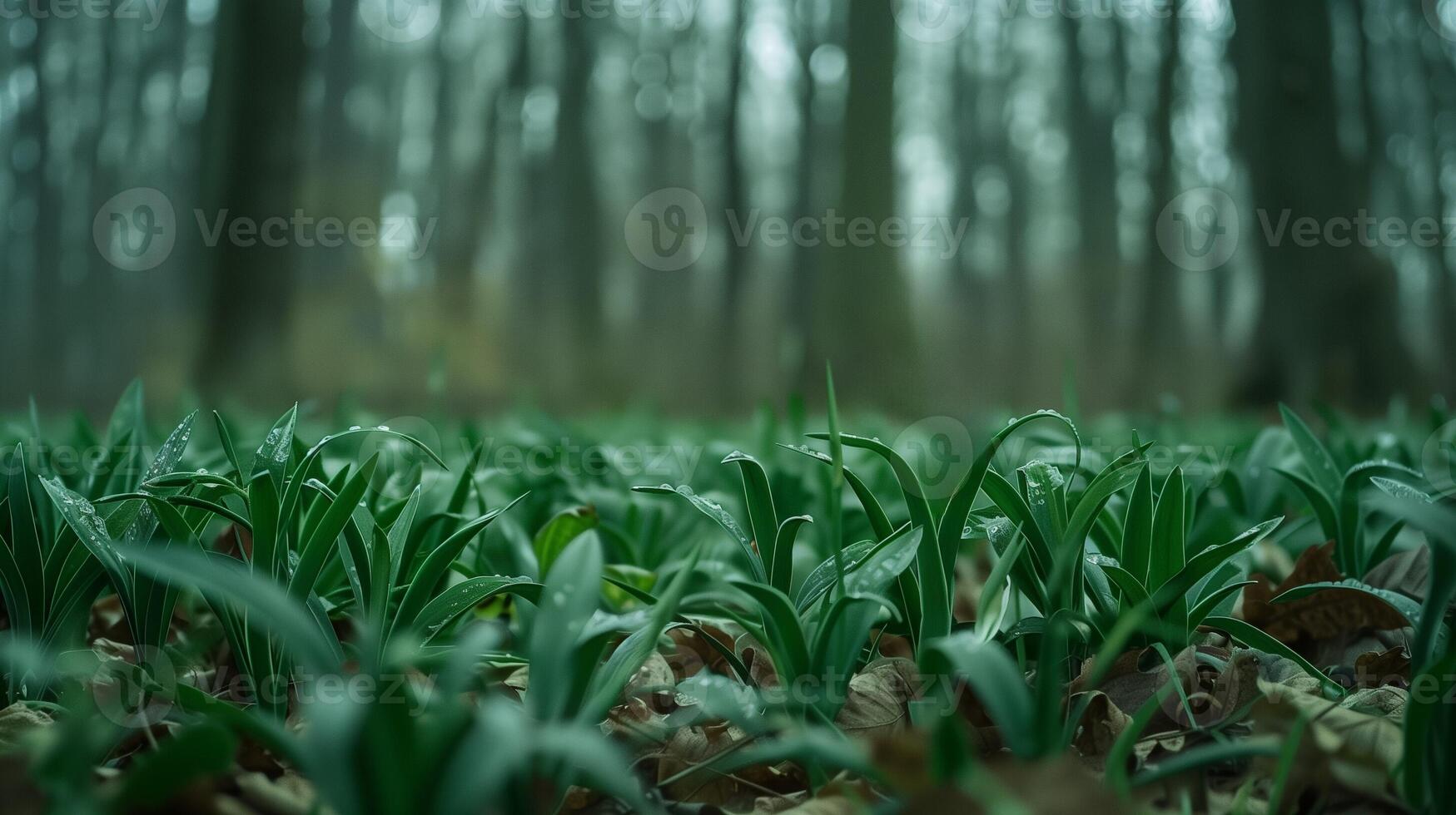 AI generated Close up of wild leeks identification guide in a dense woodland photo