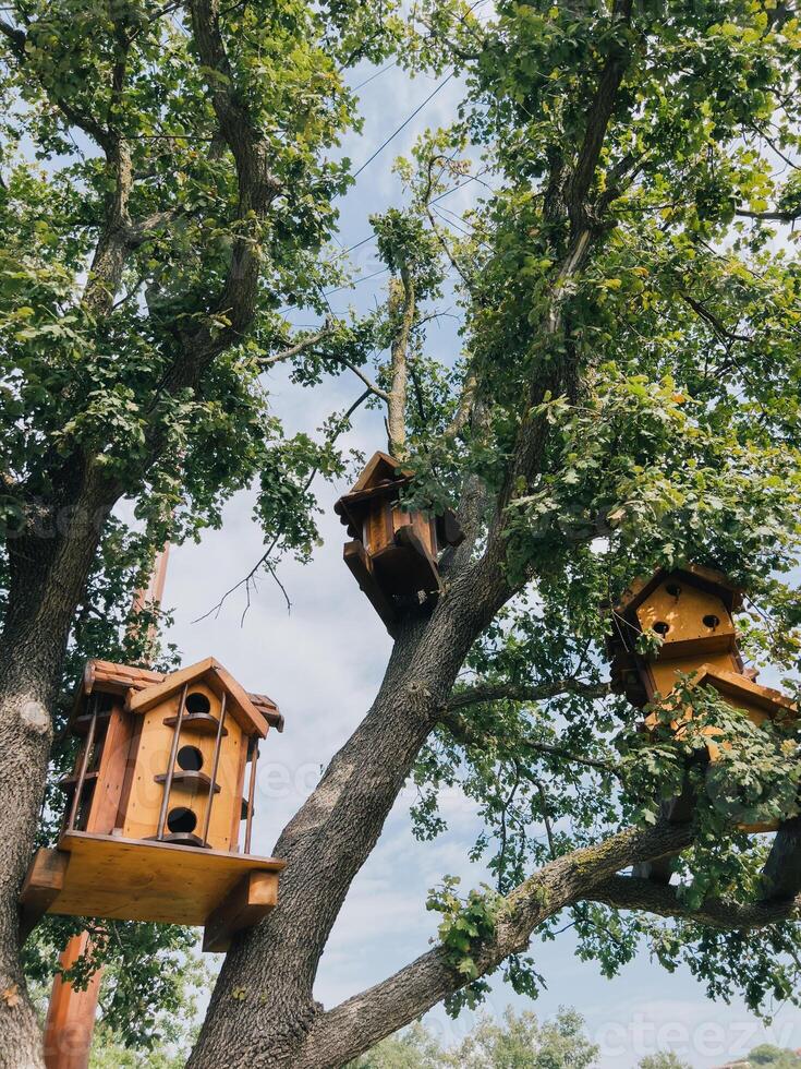 hermosa de madera casas de aves en árbol ramas foto