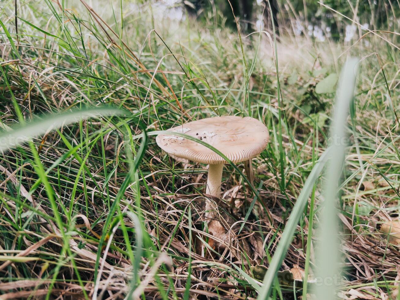 Beige russula grows in green grass photo