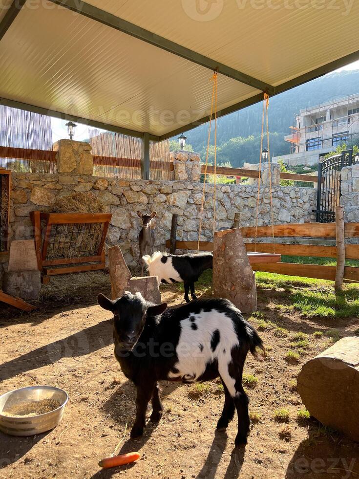 Goatling stands near a feeder with carrots in a corral photo