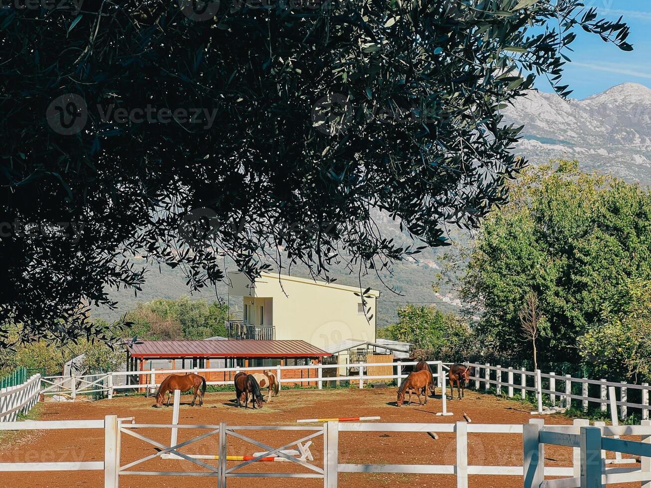 Horses graze in a fence near a farm in the mountains photo