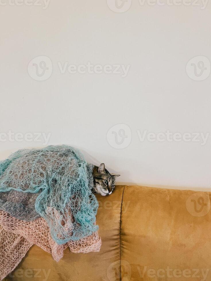 Striped cat covered with blankets lies on the back of the sofa in the room photo