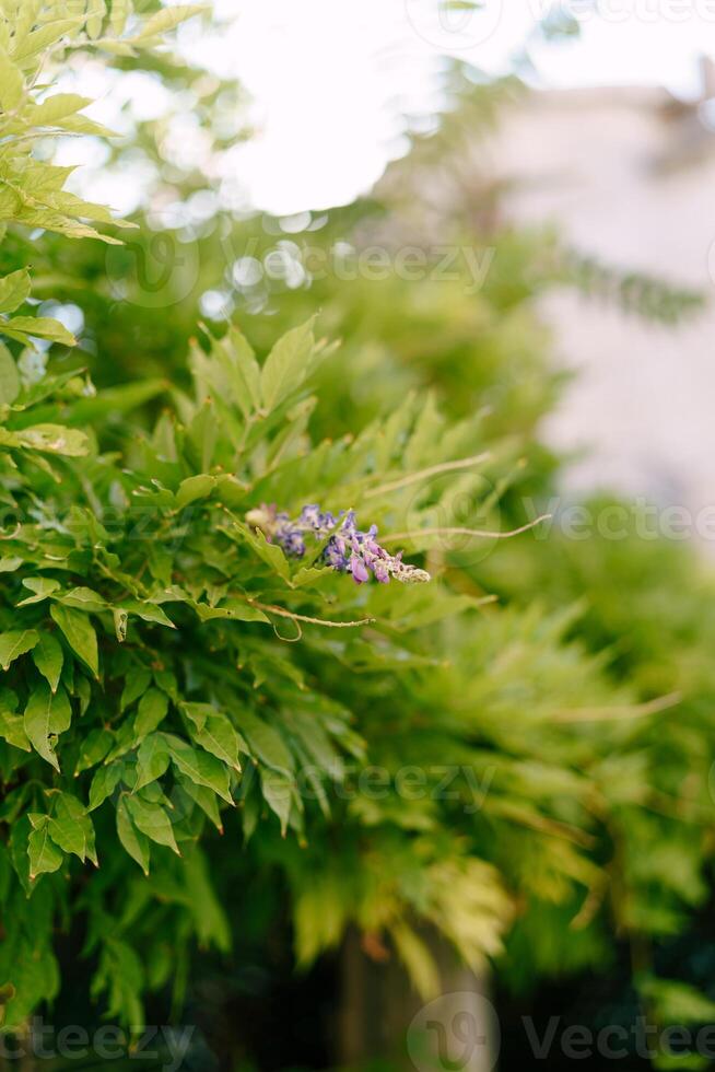 Purple buds of wisteria among the dense green foliage on a tree in the garden photo