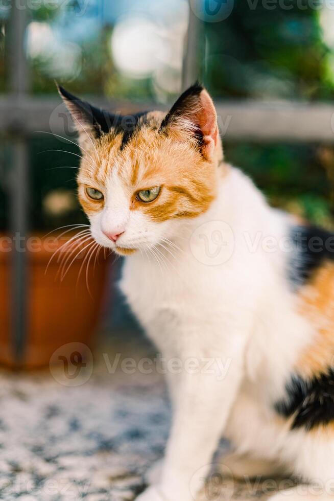 Tricolor cat sits thoughtfully on a garden fence photo