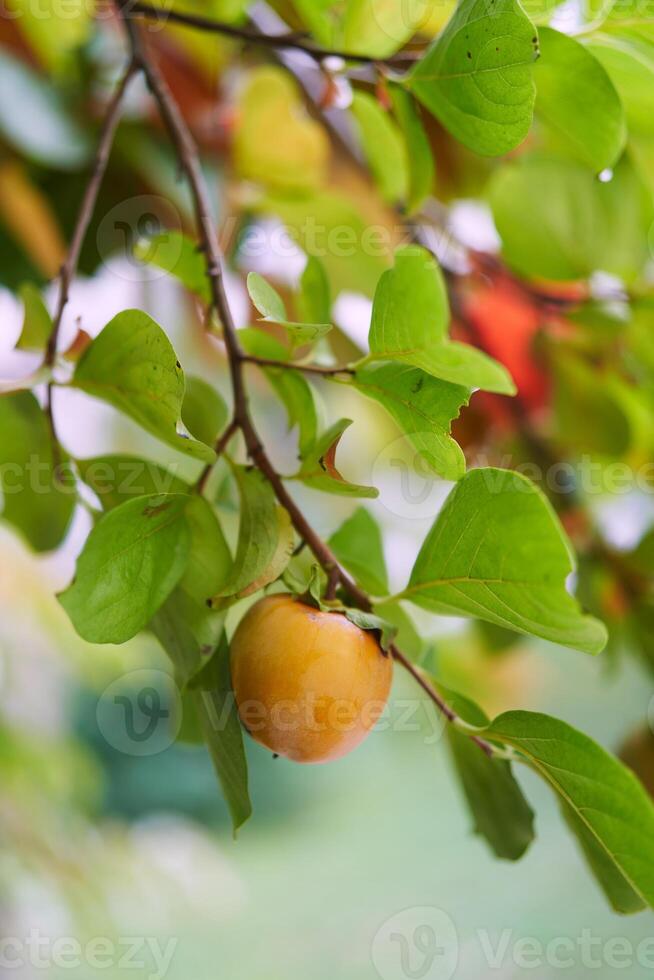 Green tree branch with ripe persimmon in the garden photo