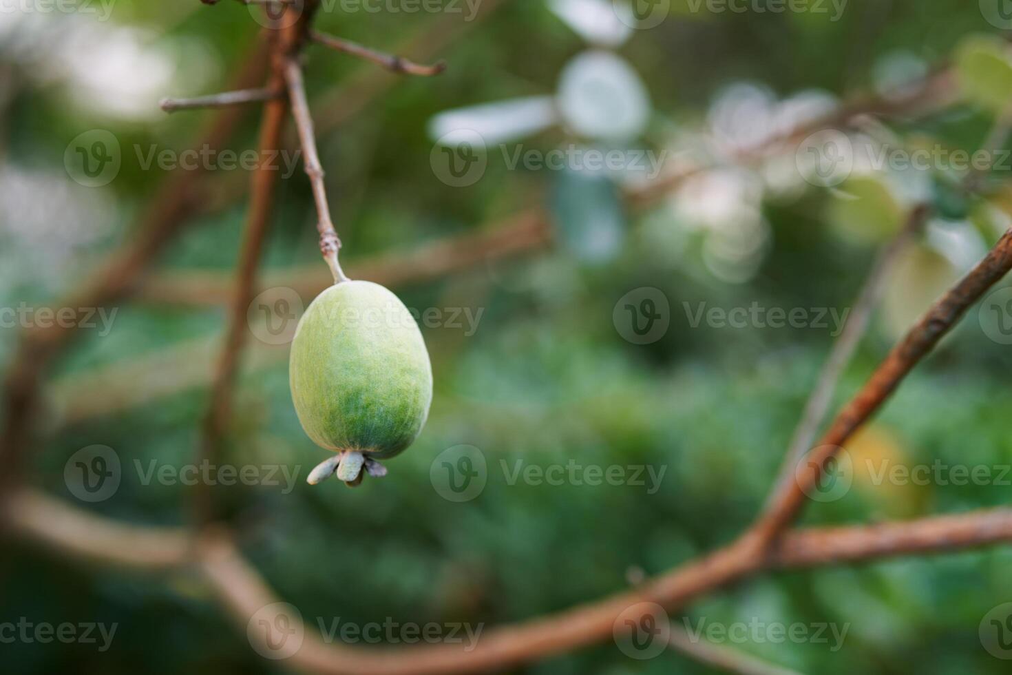 Feijoa ripens on a leafless tree branch photo