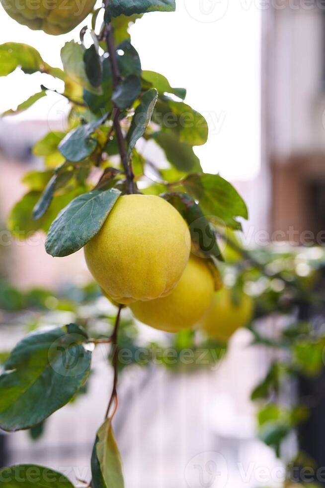 Branches of the tree are strewn with yellow quince fruits photo