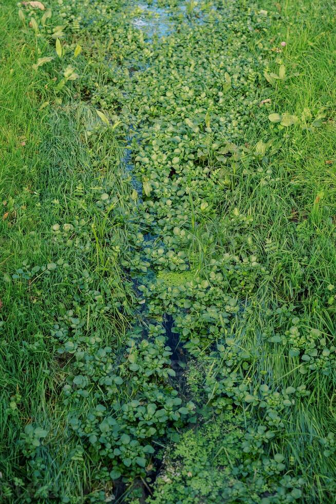 Brook densely overgrown with lush green grass photo