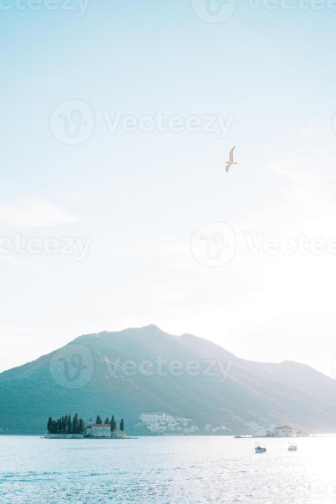 Seagull soars in the sky over the Bay of Kotor with the island of St. George in the background. Montenegro photo