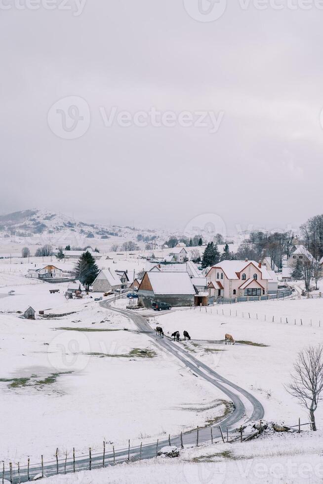 vacas caminar a lo largo el la carretera en un Nevado pueblo en un montaña valle. espalda ver foto