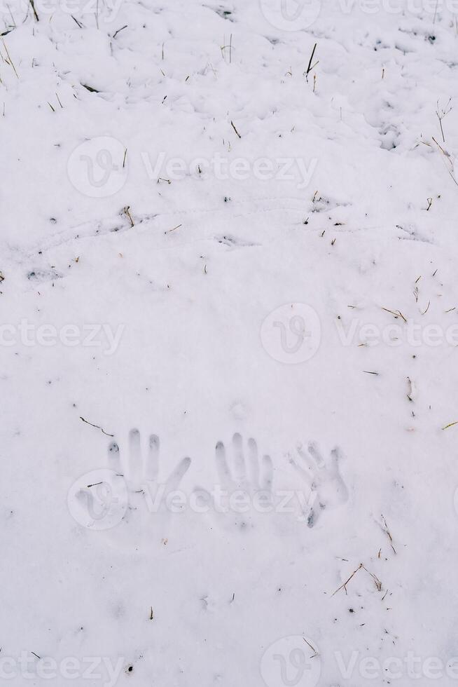 Handprints of dad, mom and little child on the snow photo