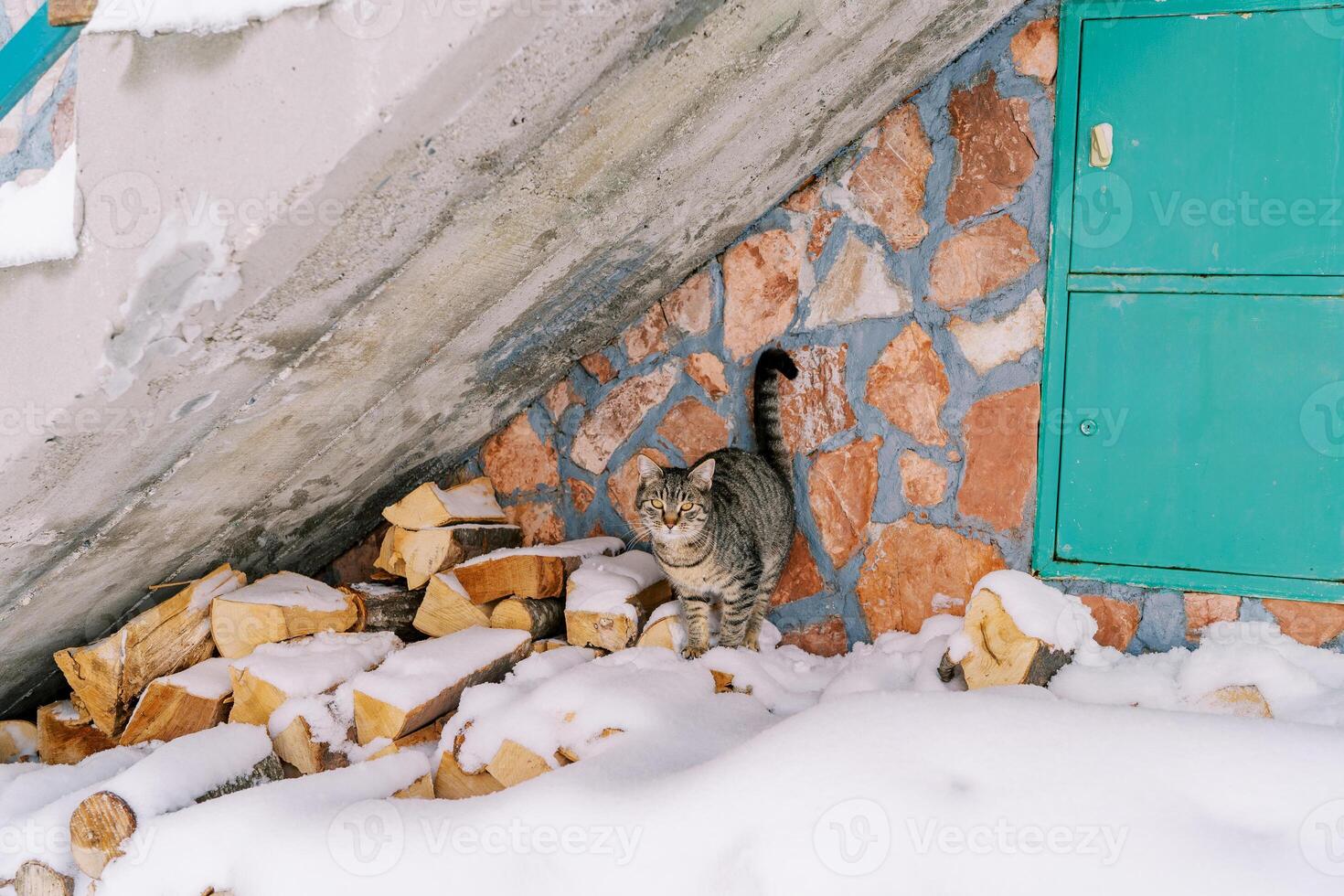 atigrado gato soportes en un cubierto de nieve pila de leña cerca el pared de un Roca casa foto